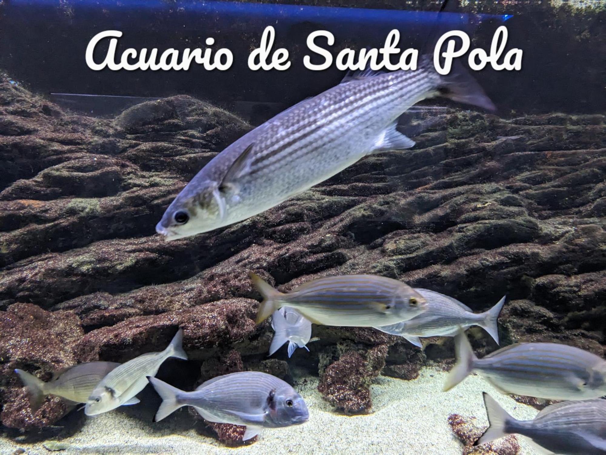 Best Holiday Santa Pola Exterior photo